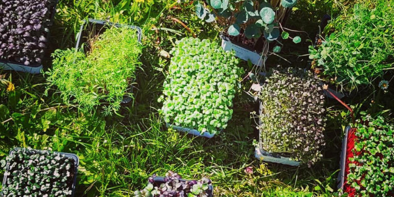 Le potager - verger d'ADQUAT, traiteur bio, éco responsable, éthique, solidaire et équitable